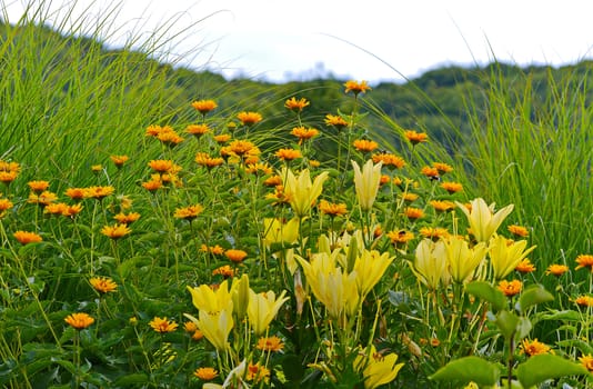 a group of yellow flowers and lilies among the high green grass