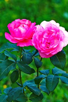 Wonderful bright pink roses with a white shade on a thin stem with fresh green leaves. Simplicity and beauty in one flower.