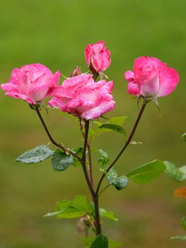 A delicate rose flower with dew drops on petals and a stem. A perfect gift to a beloved woman who will cheer her up.