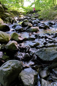 A stream in the forest flowing between the stones among the green bushes and trees. A refreshing swallow of moisture on a summer day.