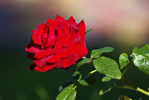 a large opened bud of a bright scarlet rose in the garden