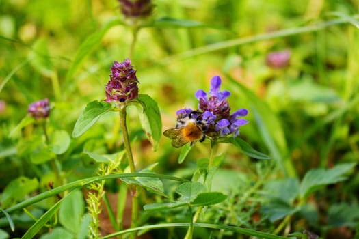 A striped bee pollinating the violet flower petals on a high green stem with leaves