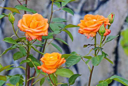 A bush with three blossoming brightly orange roses and buds not yet blooming