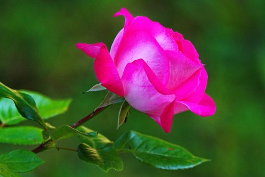 bright pink rose rose in background on green background