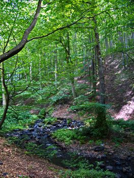 A small dodgy mountain river flowing along the forest slope against the background of high deciduous trees