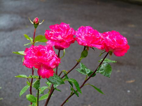Four delicious raspberry rose colored in color and one still undiscovered bud