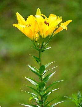 delicate yellow lily with a thin green stalk and green leaves