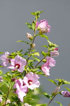 Branches of bush of pale pink mallow. Flowers with an unforgettable fragrance