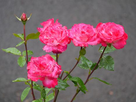 a sprig of pink rose flowers filled with drops of water