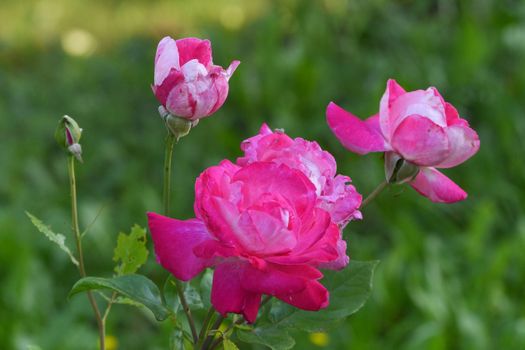 imperceptible pink roses on the bush in the garden among the greenery