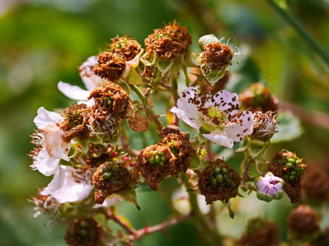Partly dried flower of the plant, some of the flowers are already beginning to turn into green berries