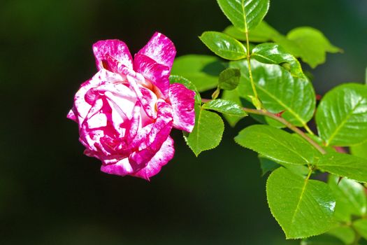 A white-crimson rose, the best romantic gift on a date to a girl
