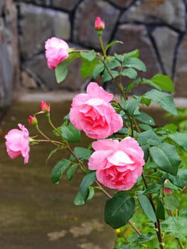 a bush of beautiful roses with blossoming buds