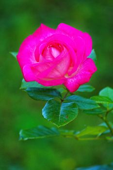 A delicate rose flower with bright petals with green leaves and a thin stalk with spines.