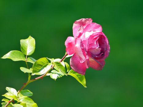 Lonely rose with juicy leaves on a green blurred background