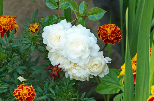 Inflorescences of white roses in the bush of brown marigold