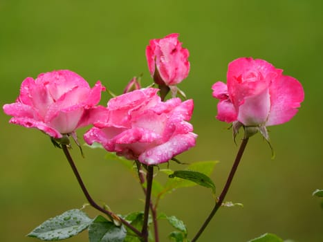 A lovely bush of tea roses with water droplets on petals and leaves that publishes a wonderful fragrance. A good gift to your beloved woman.