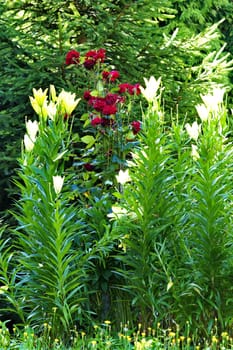 Wonderful yellow and red flowers on tall green stems with long leaves