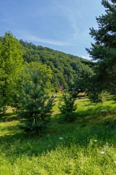 A green glade with grass in the shade of a big fir tree with a beautiful view of the green slopes overgrown with thick trees in the distance.