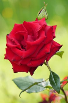 If you are guilty before a loved one and do not know how to make up for your guilt beautiful rose flower as a gift and everything will be in order.