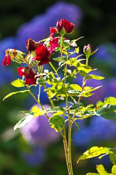 A bush of bright red roses with beginners blossom petals and green leaves growing on a sunny summer day under the rays of the bright sun.