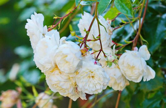 Luxurious white flowers with lush white petals shot close-up with green delicate leaves on thin stems.