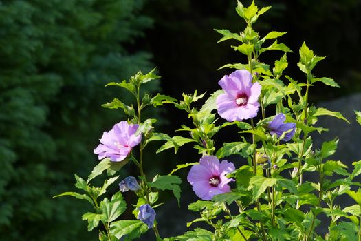 Large round flowers on green juicy stems. Gentle, lilac color