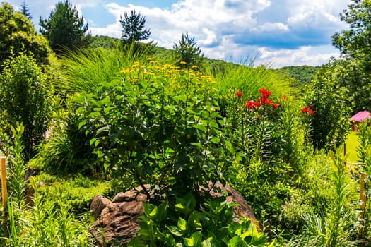 beautiful decorative lawn with stone, bushes, lilies and thujas