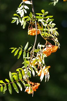 best snack for birds of a rowan tree with a brush hanging on a branch