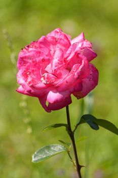 Beautiful rose, lonely growing green lawn among green herbs