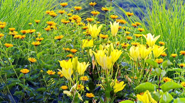 Large lush yellow lilies on a background of flower beds with small orange flowers