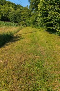 Green parkland with a background of tall deciduous trees and small shrubs