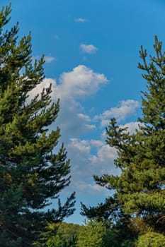 Large majestic green spruce against the blue sky with white clouds