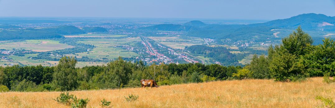 panorama of pasture with brown cow and distant cities in the valleys between the hills