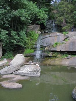 Ducks standing on stones and floating in the lake against the background of a small waterfall