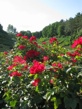 large bushes of beautiful red roses flowers that will adorn any bouquet