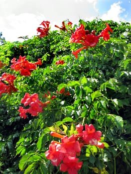 A magnificent bush of red flowers with wide petals with dense green foliage growing in the garden against the sky covered with white clouds.