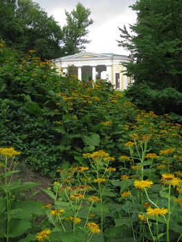 Yellow daisies on the background of a beautiful building with large white columns