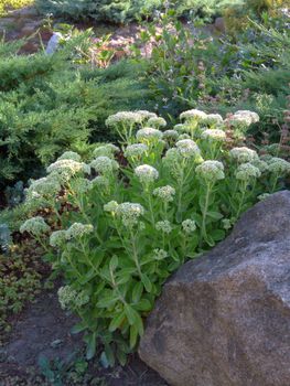 planting flowers under a stone on a flowerbed with bushes of green juniper