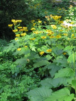 A shrub with small yellow flowers and large green leaves in the rays of sunlight