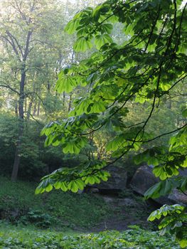 Long chestnut branches with large leaves against the background of stone boulders and green trees