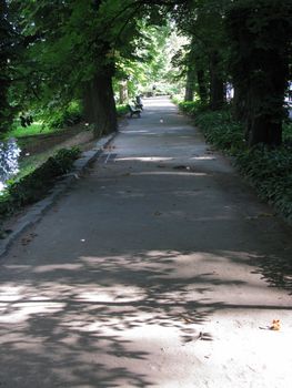 Asphalt park alley with comfortable benches on the sides against the background of tall green trees