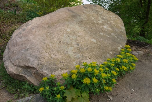yellow delicate flowers under the protection of a huge stone
