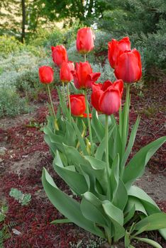 A flower bed with massive lush red tulips on a high green stem with leaves