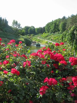 A lush bush of beautiful flowers with red petals overlooking the pond beneath the green slopes with people walking by it and growing trees.