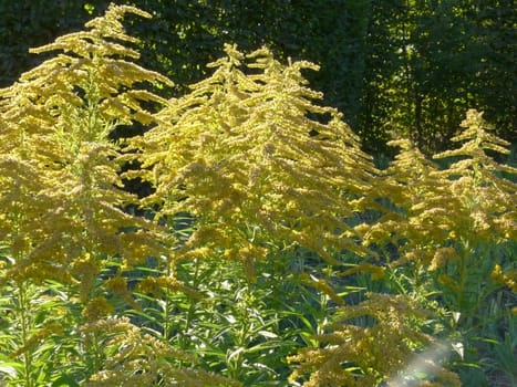 Large paschny bushes with yellow inflorescences and high green stems