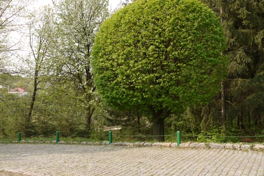 A huge luxuriant tall deciduous tree in the park near the alley lined with tiles