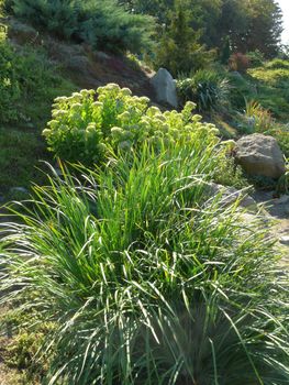 Picturesque green bushes of succulent grass with large stones lying next to them growing at the bottom of a small slope in the garden.