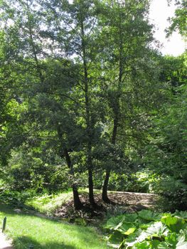 Three young trees growing from one place. Like the triplets' sisters