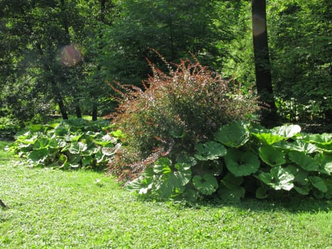 Large green leaves of plants growing among bushes on the edge of the forest in the shade of a tree. Bright beauty of wild nature.